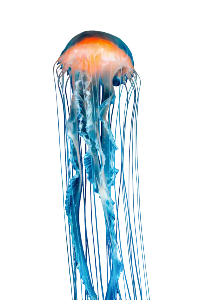 jellyfish