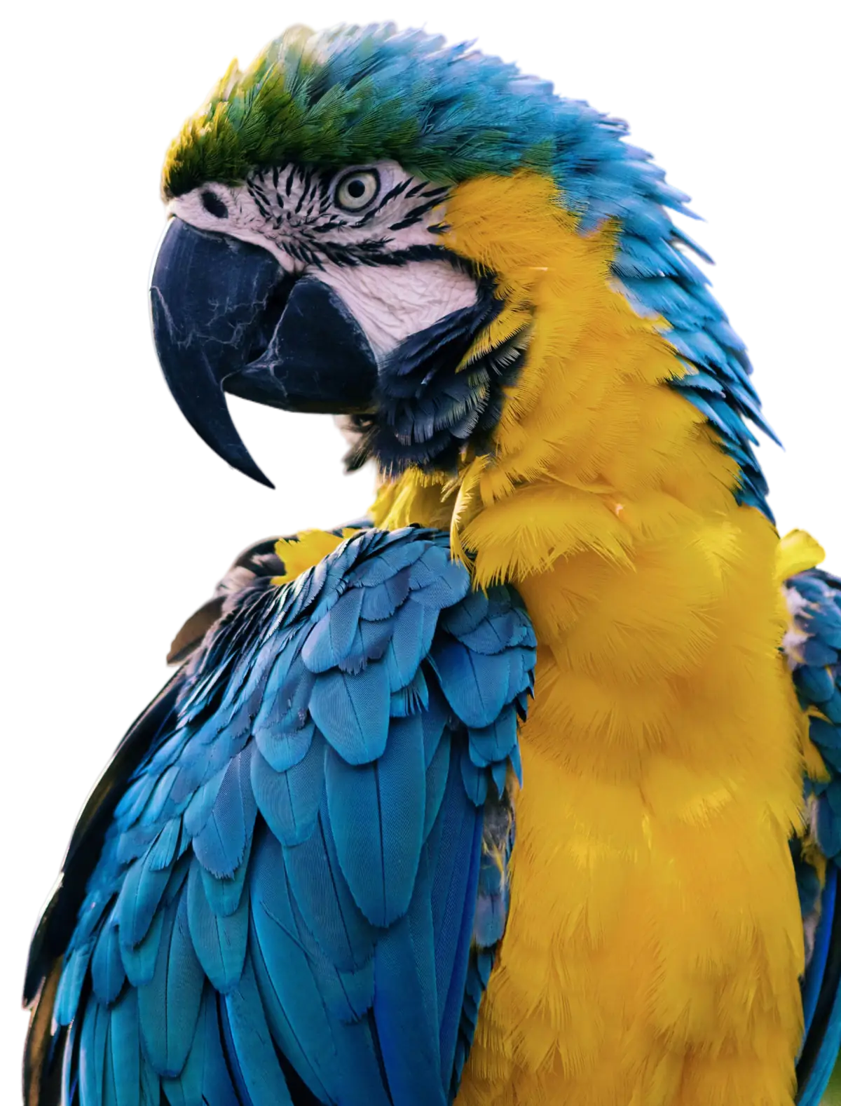 parrot